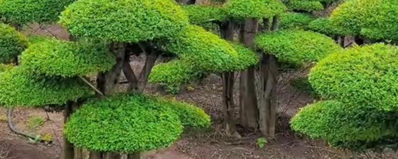 对节白蜡树的简介，属于落叶大乔木