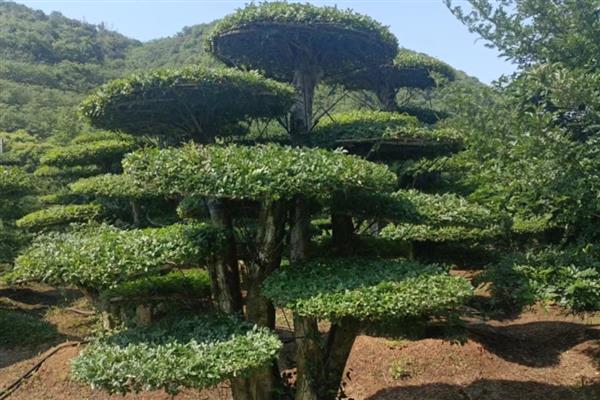 对节白蜡树的简介，属于落叶大乔木