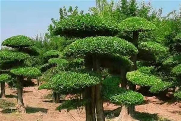 对节白蜡树的简介，属于落叶大乔木