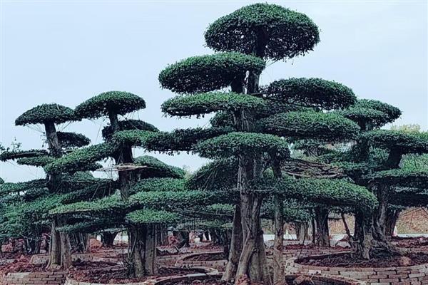 对节白蜡树的简介，属于落叶大乔木