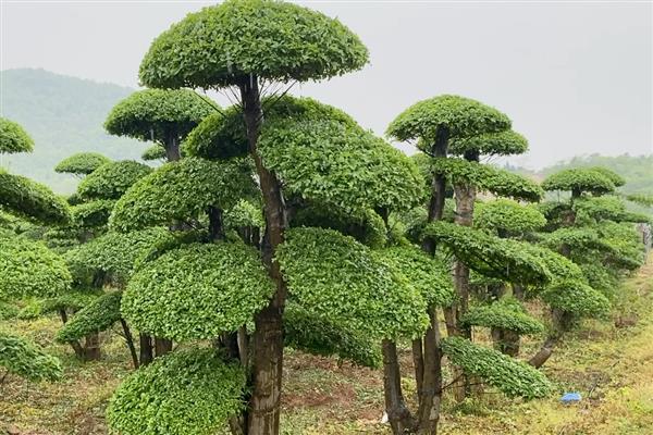 对节白蜡树的简介，属于落叶大乔木