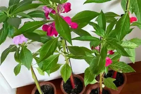 凤仙花由哪些部分组成，包含根须、茎部、枝叶等6个结构
