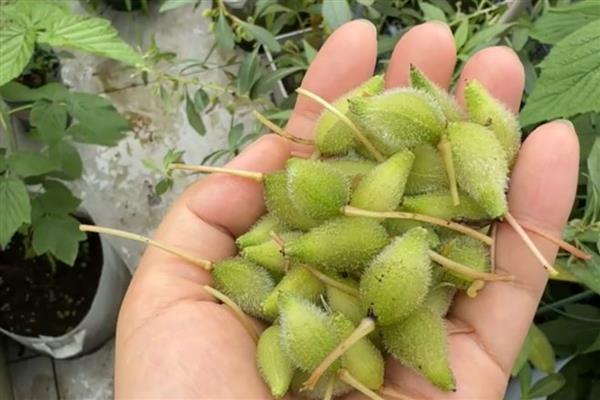 凤仙花由哪些部分组成，包含根须、茎部、枝叶等6个结构