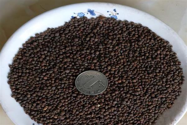 凤仙花由哪些部分组成，包含根须、茎部、枝叶等6个结构