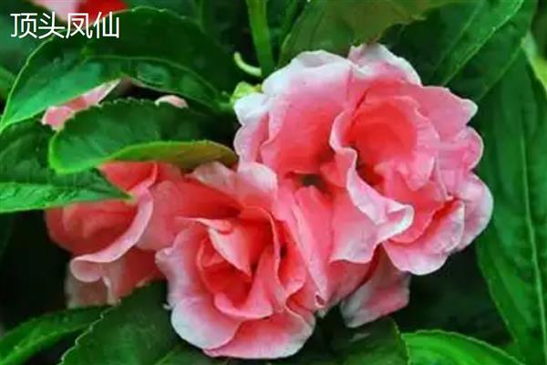 凤仙花由哪些部分组成，包含根须、茎部、枝叶等6个结构