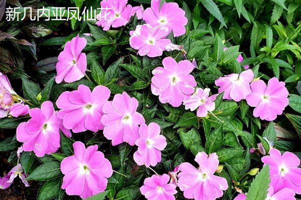 凤仙花由哪些部分组成，包含根须、茎部、枝叶等6个结构