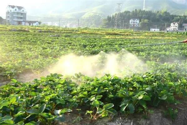 草莓的叶子为什么有黑斑，主要是发生了黑斑病所致
