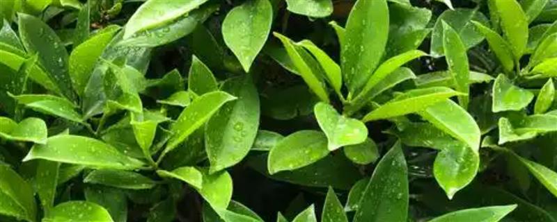 灰莉有没有毒，灰莉是无毒植物