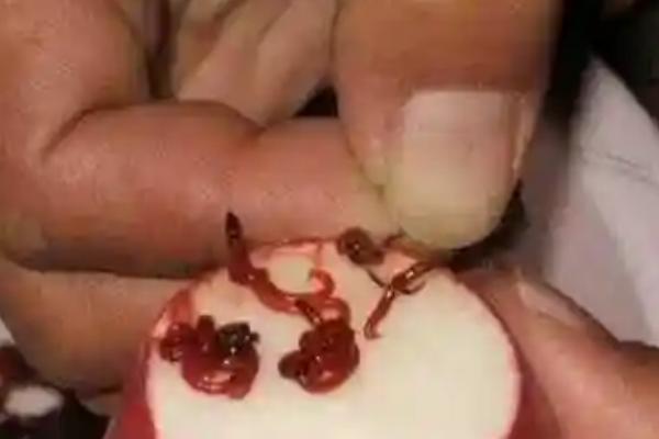 使用红虫颗粒窝料的效果，非常适合垂钓杂食鱼