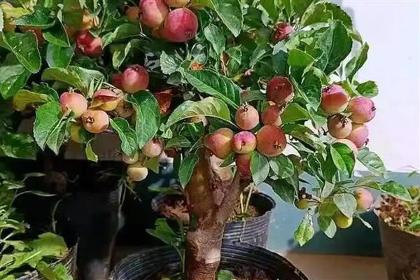 贵人果和冬红果有什么区别，叶片和花朵均不同