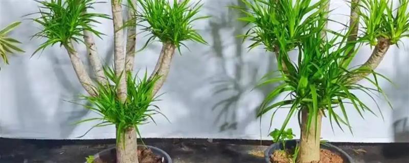 盆景龙须树的如何养殖，日常需要间隔3-5天浇一次水