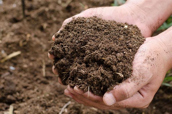 盆景龙须树的如何养殖，日常需要间隔3-5天浇一次水