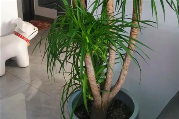 盆景龙须树的如何养殖，日常需要间隔3-5天浇一次水