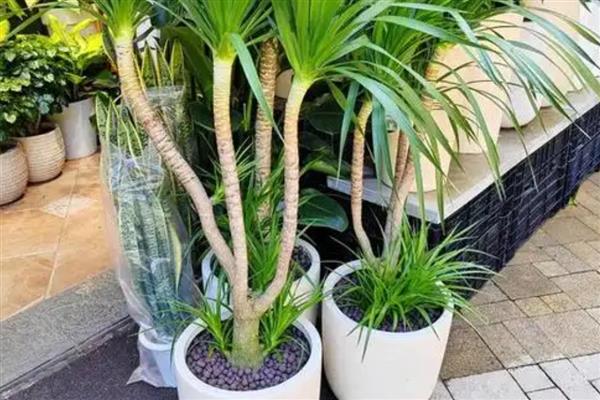 盆景龙须树的如何养殖，日常需要间隔3-5天浇一次水