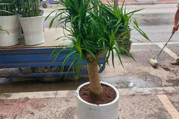 盆景龙须树的如何养殖，日常需要间隔3-5天浇一次水