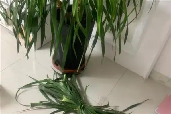 盆景龙须树的如何养殖，日常需要间隔3-5天浇一次水