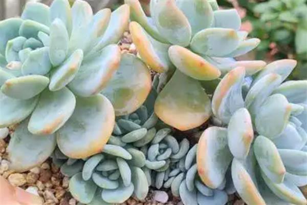 露娜莲怎么养殖，春秋季节每隔3-4天浇一次水