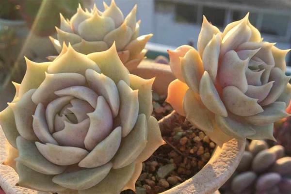 露娜莲怎么养殖，春秋季节每隔3-4天浇一次水