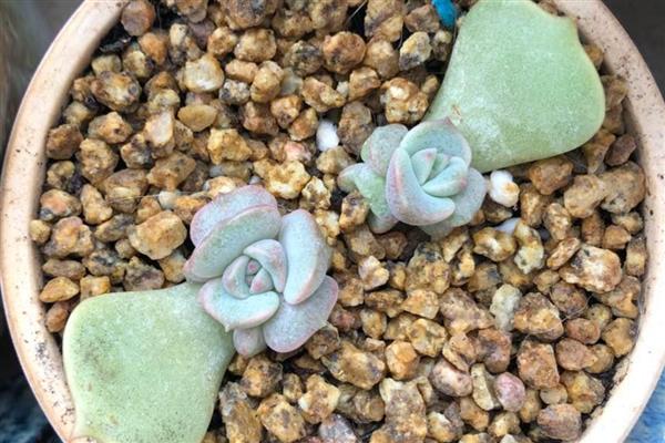 露娜莲怎么养殖，春秋季节每隔3-4天浇一次水