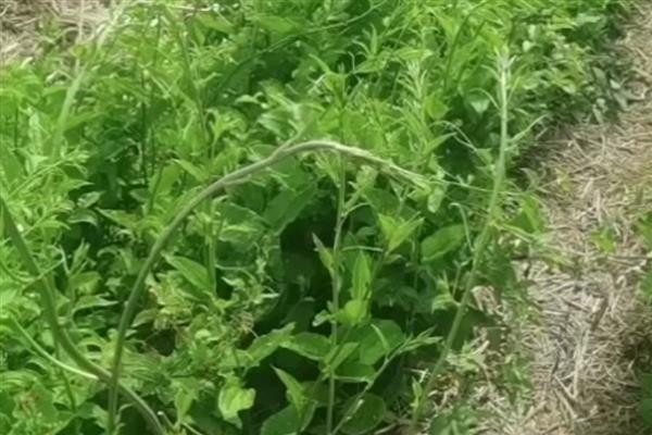 龙须菜是哪种植物，是藤状攀援植物