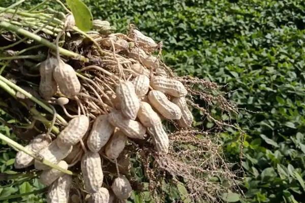 花育60花生种简介，春播生育期为125天左右