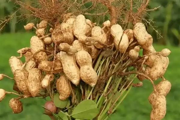 花育60花生种简介，春播生育期为125天左右
