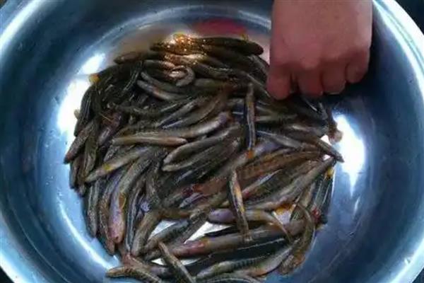 用泥鳅打窝可以钓什么鱼，以翘嘴、黑鱼等掠食性鱼类为主
