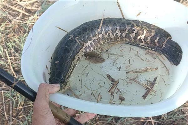 用泥鳅打窝可以钓什么鱼，以翘嘴、黑鱼等掠食性鱼类为主