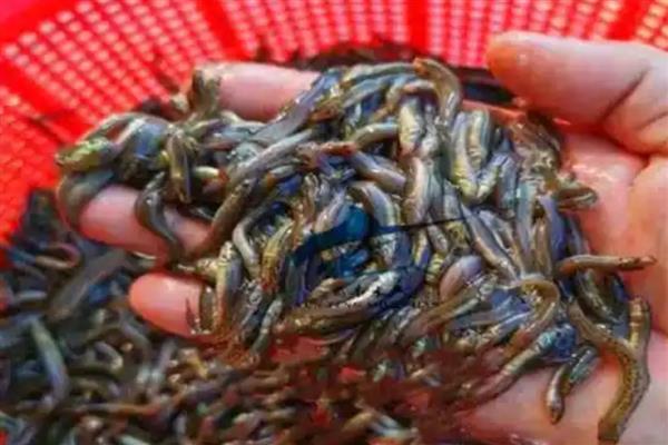 用泥鳅打窝可以钓什么鱼，以翘嘴、黑鱼等掠食性鱼类为主