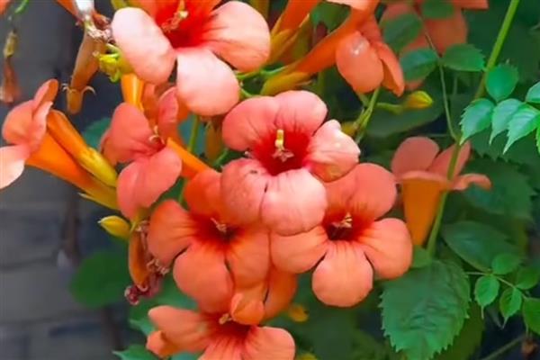 凌霄花生虫怎么解决，出现粉虱和介壳虫可喷施氧化乐果