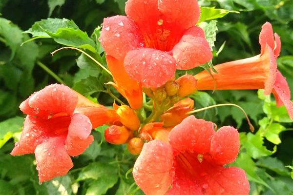 凌霄花生虫怎么解决，出现粉虱和介壳虫可喷施氧化乐果