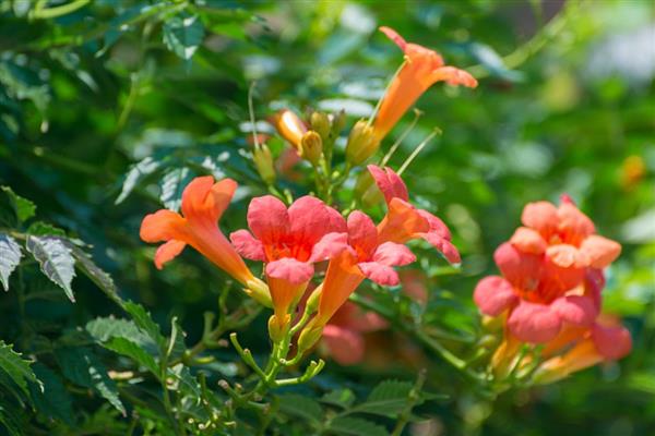 凌霄花生虫怎么解决，出现粉虱和介壳虫可喷施氧化乐果