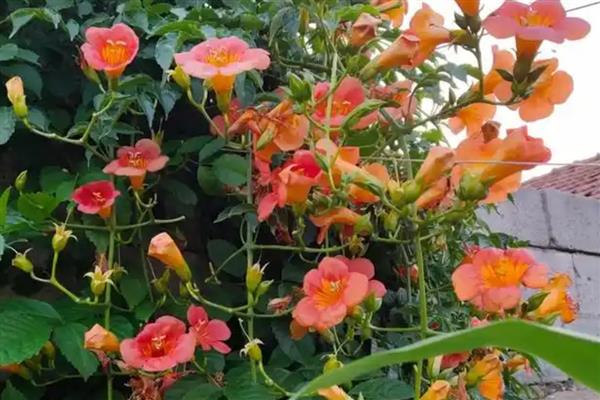 凌霄花生虫怎么解决，出现粉虱和介壳虫可喷施氧化乐果