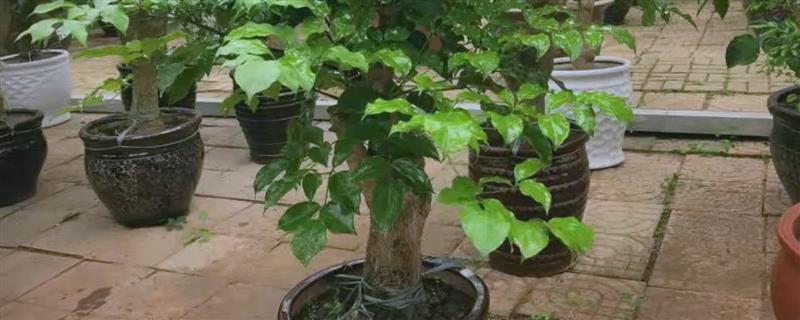 幸福树桩的发芽方法，可将赤霉素涂抹在芽眼上