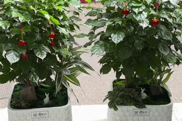 幸福树桩的发芽方法，可将赤霉素涂抹在芽眼上