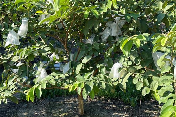 种植番石榴的要求，以土层深厚、土质疏松肥沃的沙壤土为宜
