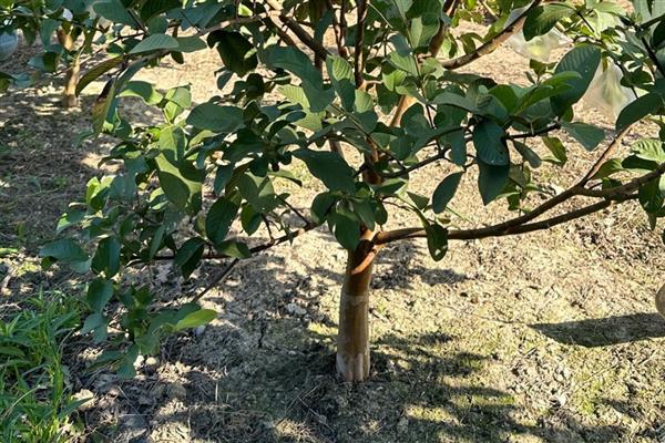 种植番石榴的要求，以土层深厚、土质疏松肥沃的沙壤土为宜