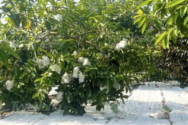 种植番石榴的要求，以土层深厚、土质疏松肥沃的沙壤土为宜