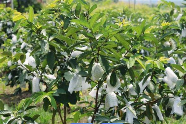 种植番石榴的要求，以土层深厚、土质疏松肥沃的沙壤土为宜