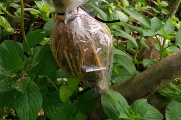 种植番石榴的要求，以土层深厚、土质疏松肥沃的沙壤土为宜
