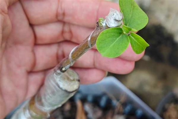 种植番石榴的要求，以土层深厚、土质疏松肥沃的沙壤土为宜