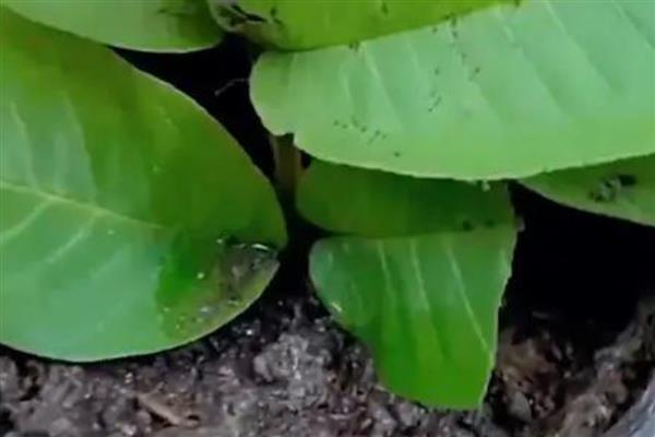 种植番石榴的要求，以土层深厚、土质疏松肥沃的沙壤土为宜