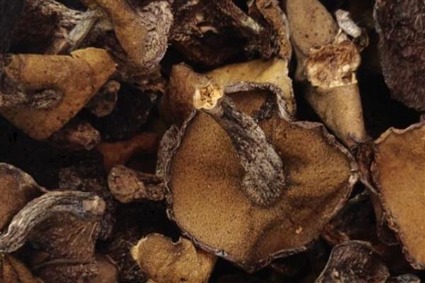 松蘑的家常做法,适合用来炖鸡或炒肉片