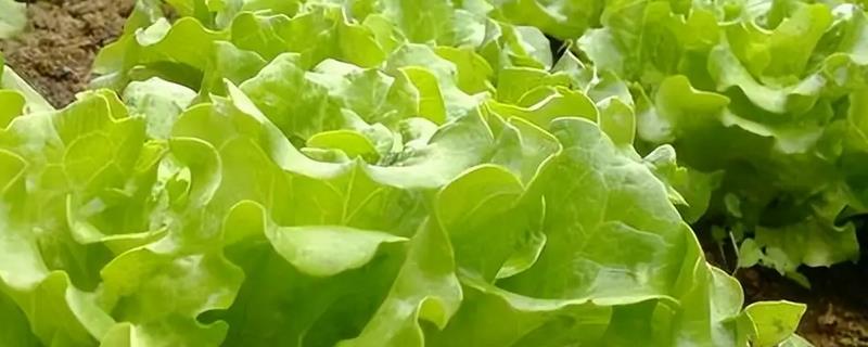 如何去除生菜苦味，可以切段后在清水中浸泡