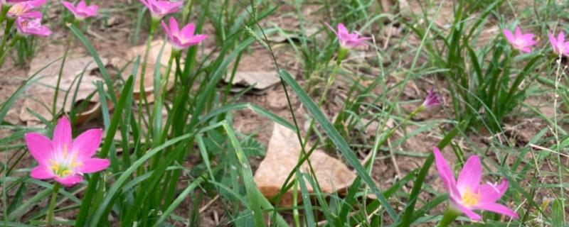 风雨兰的花期，4-9月份它都能开花