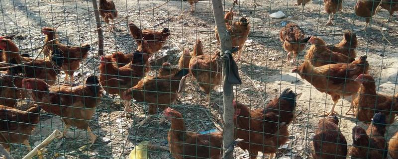 鸡怎么饲养，要定期为鸡群注射防疫的疫苗
