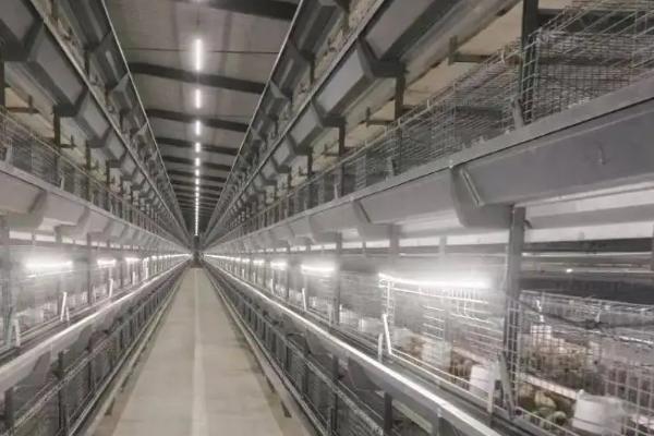 鸡怎么饲养，要定期为鸡群注射防疫的疫苗