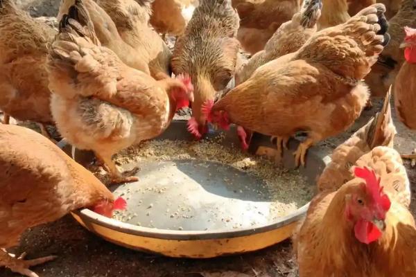 鸡怎么饲养，要定期为鸡群注射防疫的疫苗