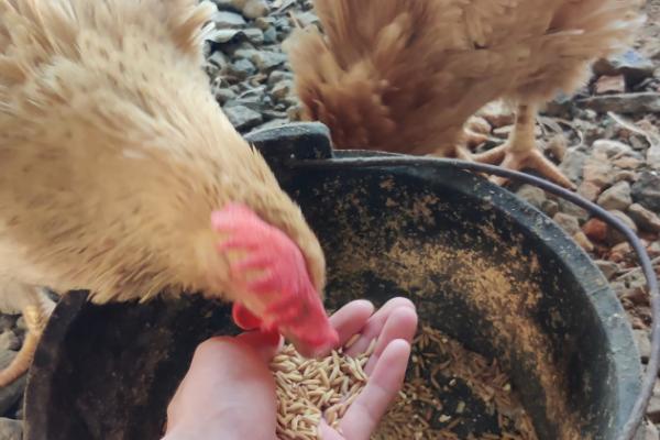 鸡怎么饲养，要定期为鸡群注射防疫的疫苗