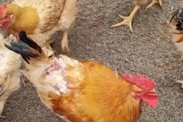 鸡怎么饲养，要定期为鸡群注射防疫的疫苗